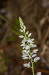 Whorled milkwort